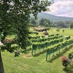 Hightower Creek Vineyards