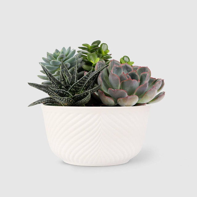 Live 6" Succulent Garden Houseplant - Good Little Garden™