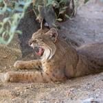 The Living Desert Zoo and Gardens