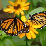 Butterfly Pavilion