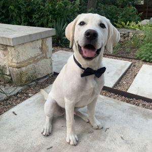 Puppy Fund