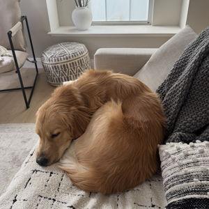 Pet Sitter/Boarding During Our Italy Trip