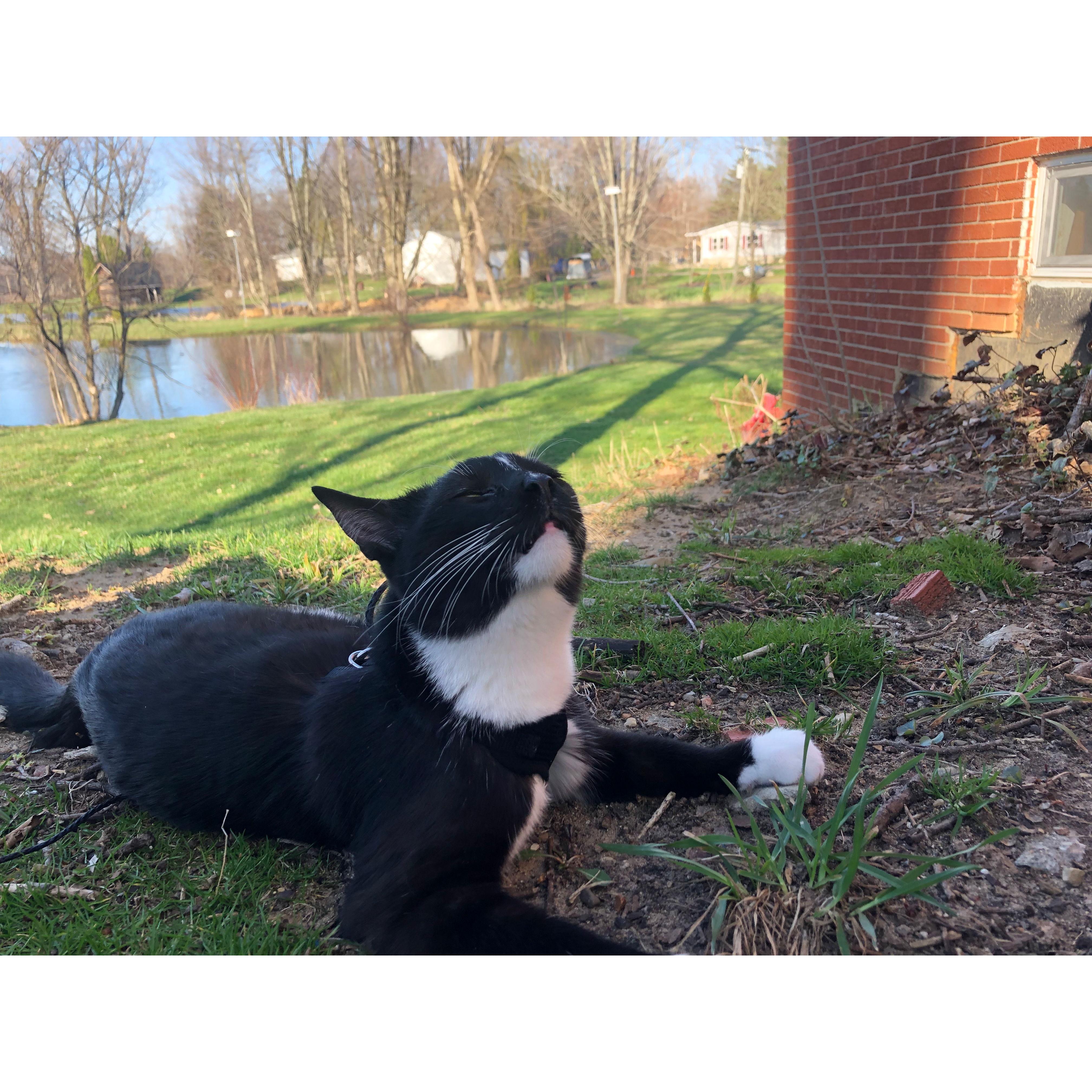 Gizmo's first outdoor walk!