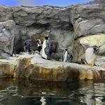 Wilder Institute/Calgary Zoo