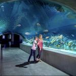 OdySea Aquarium