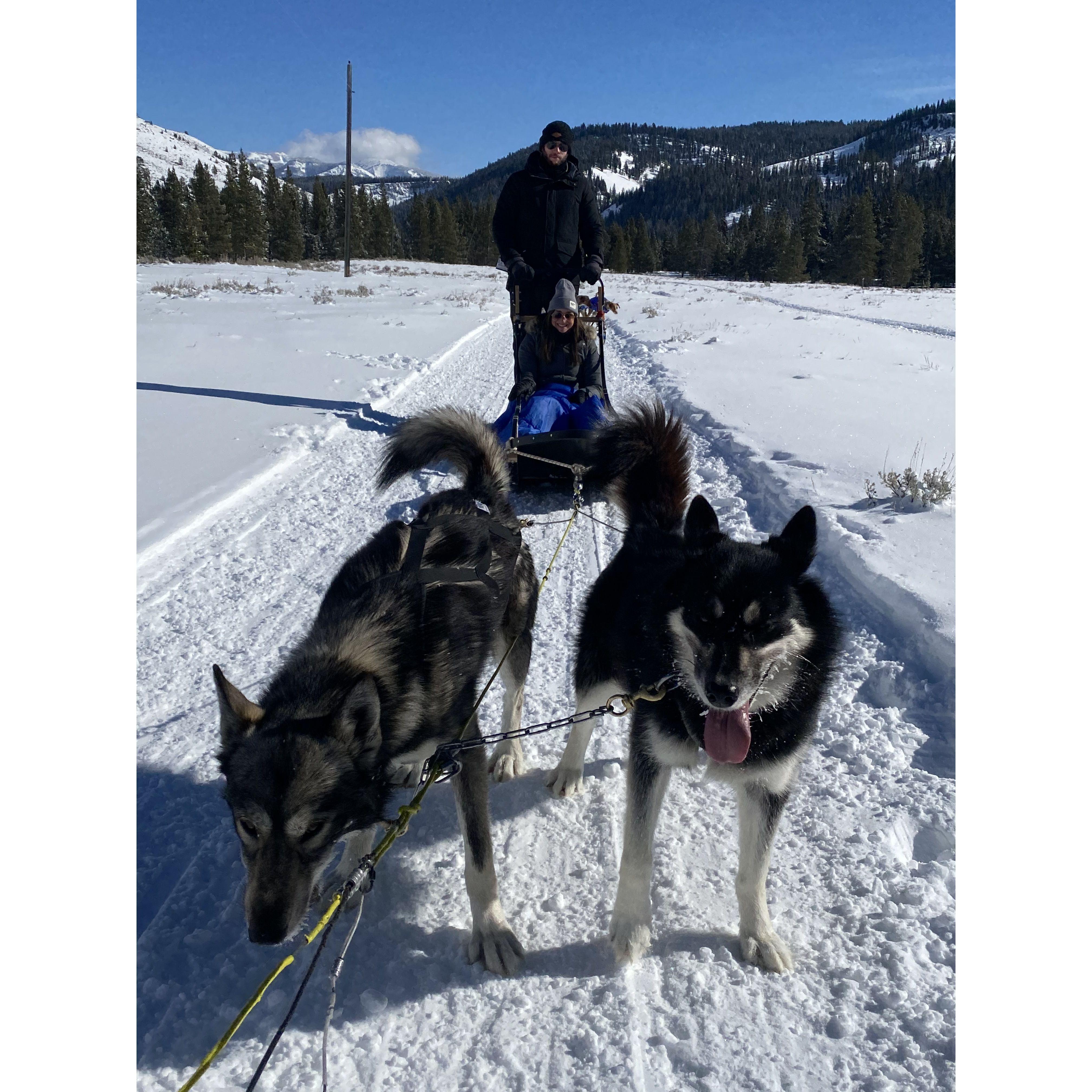 dog sledding in Montana