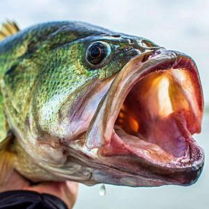 Bass Pro Shop Aquarium Annual Membership Passes