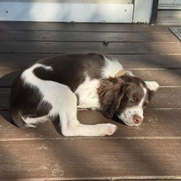 Puppy fund