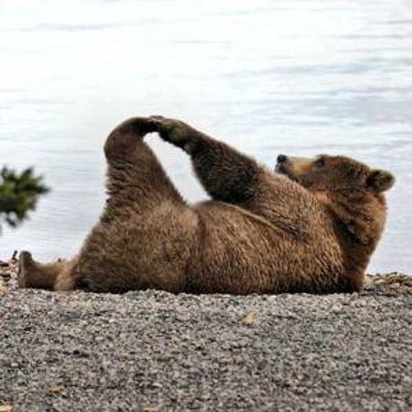 The Bear Necessities