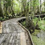 Barataria Preserve