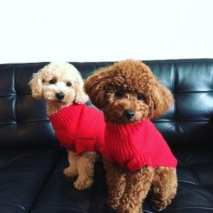 Our Pets Toy Fund