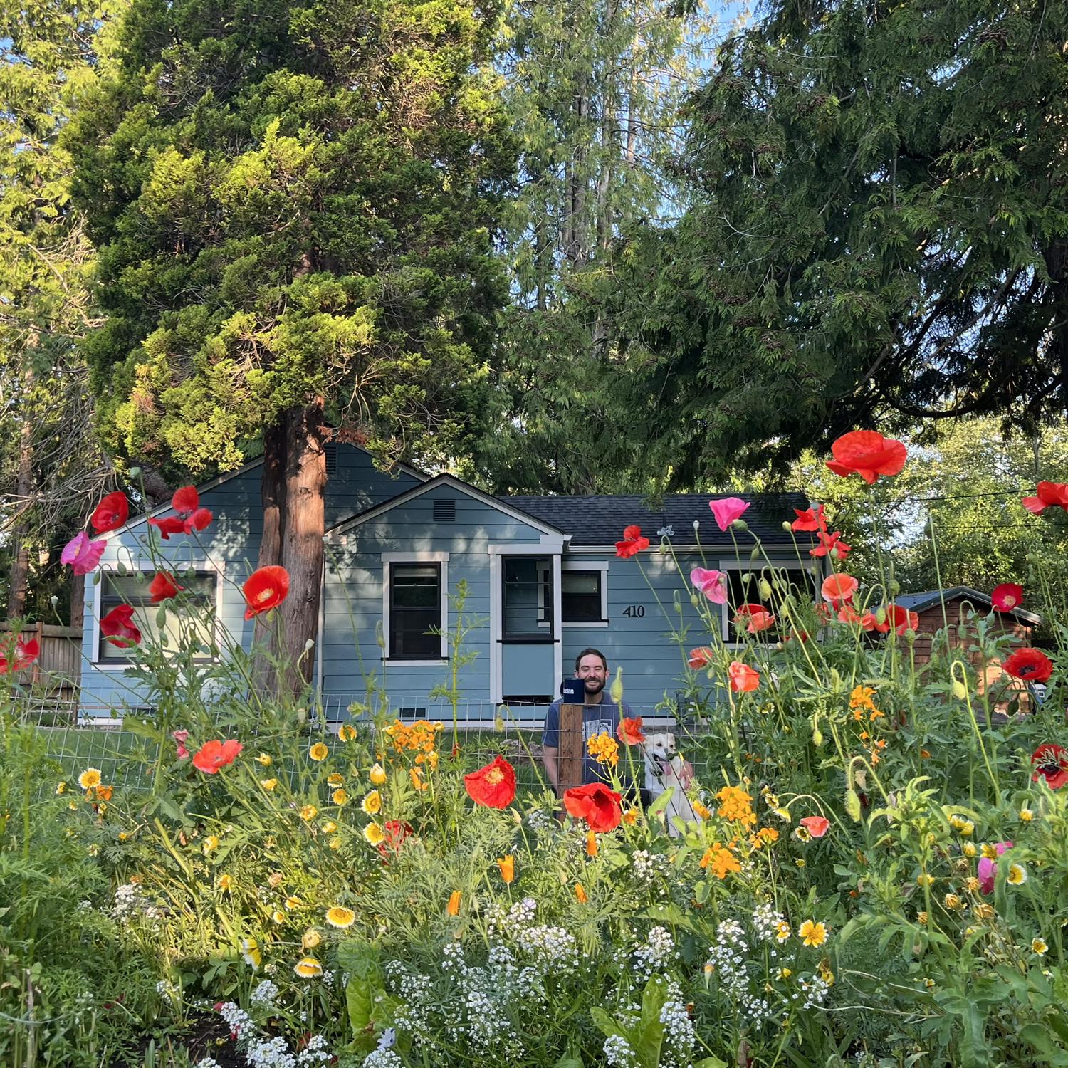 A summer morning in the garden