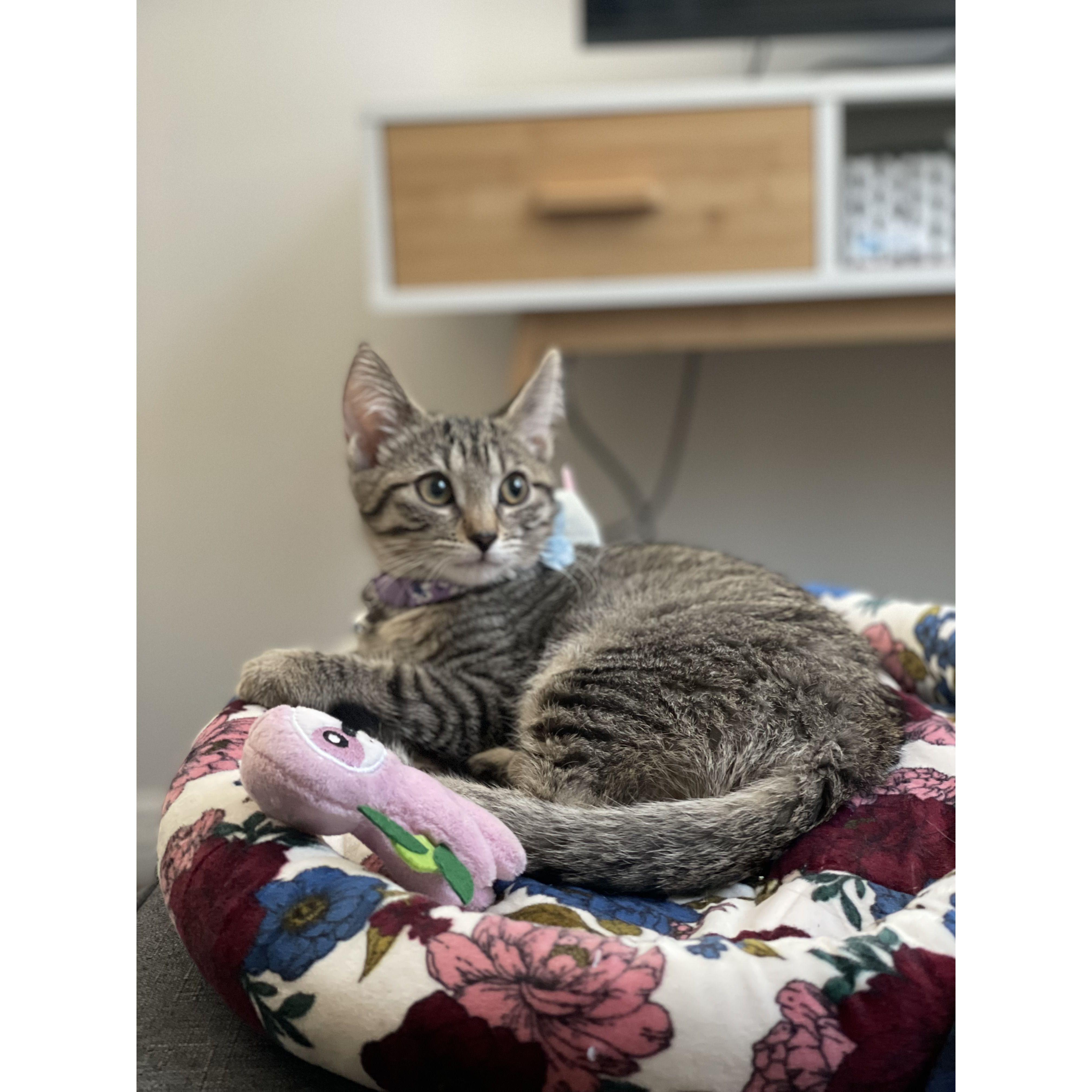 Asha - New addition to our family.