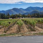 Troon Vineyard & Farm