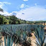 Tequila