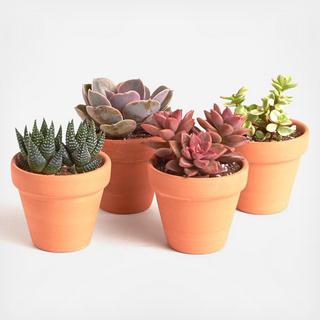 4-Piece 2.5" Terracotta Succulent Collection