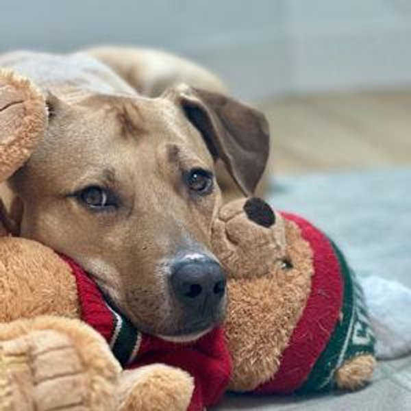 John toys & treats fund