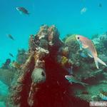 Snorkel at a Shipwreck