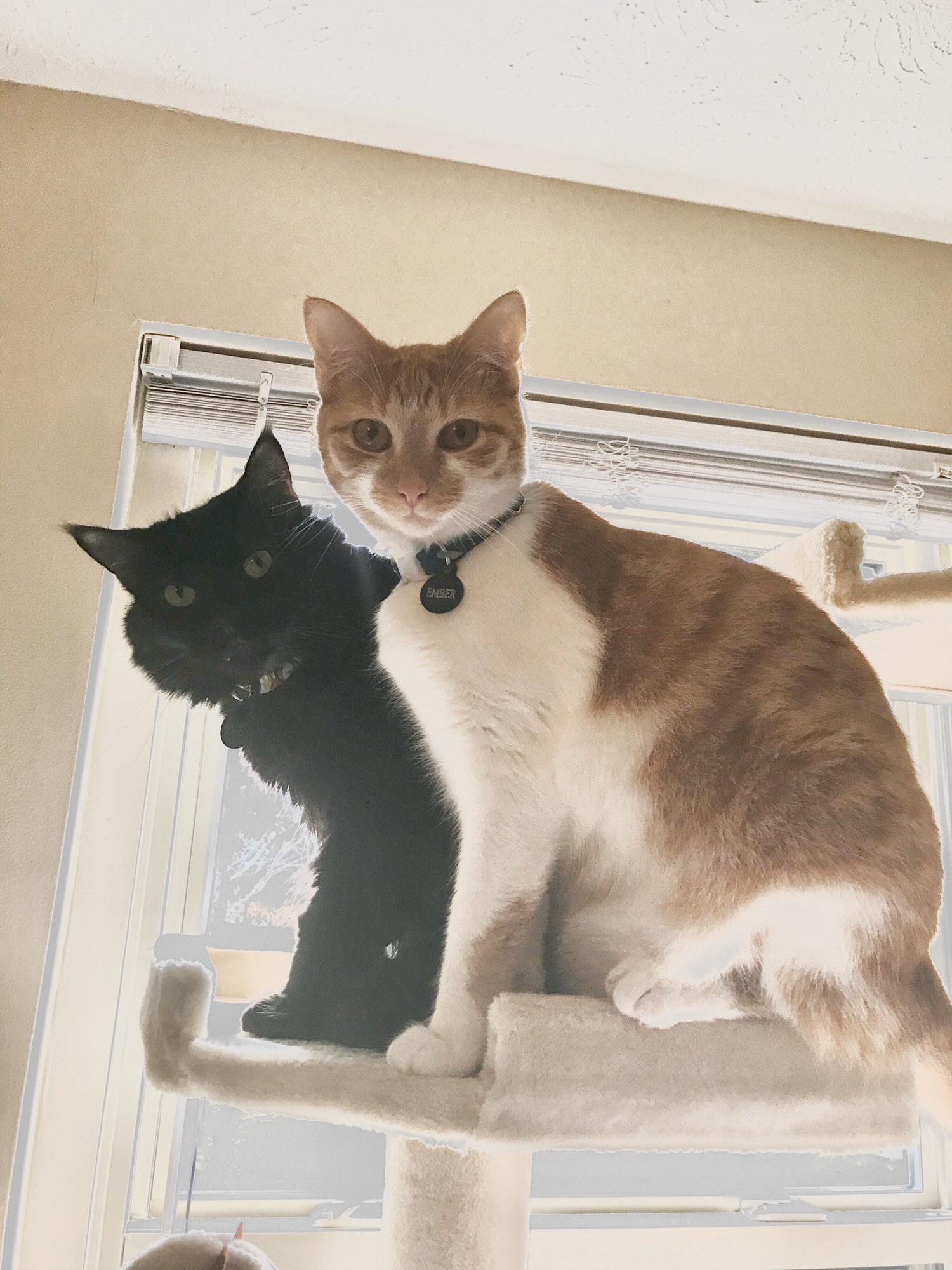 Ivy & Ember