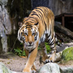 Lincoln Park Zoo