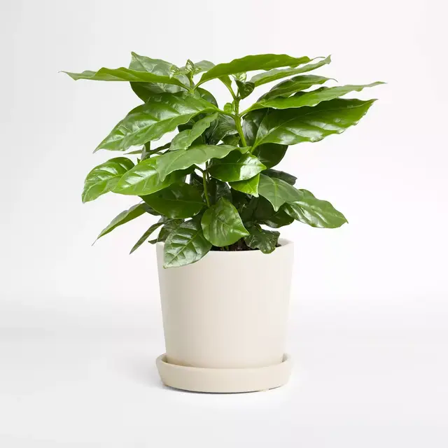 Live Coffee Plant in Bryant Planter by The Sill