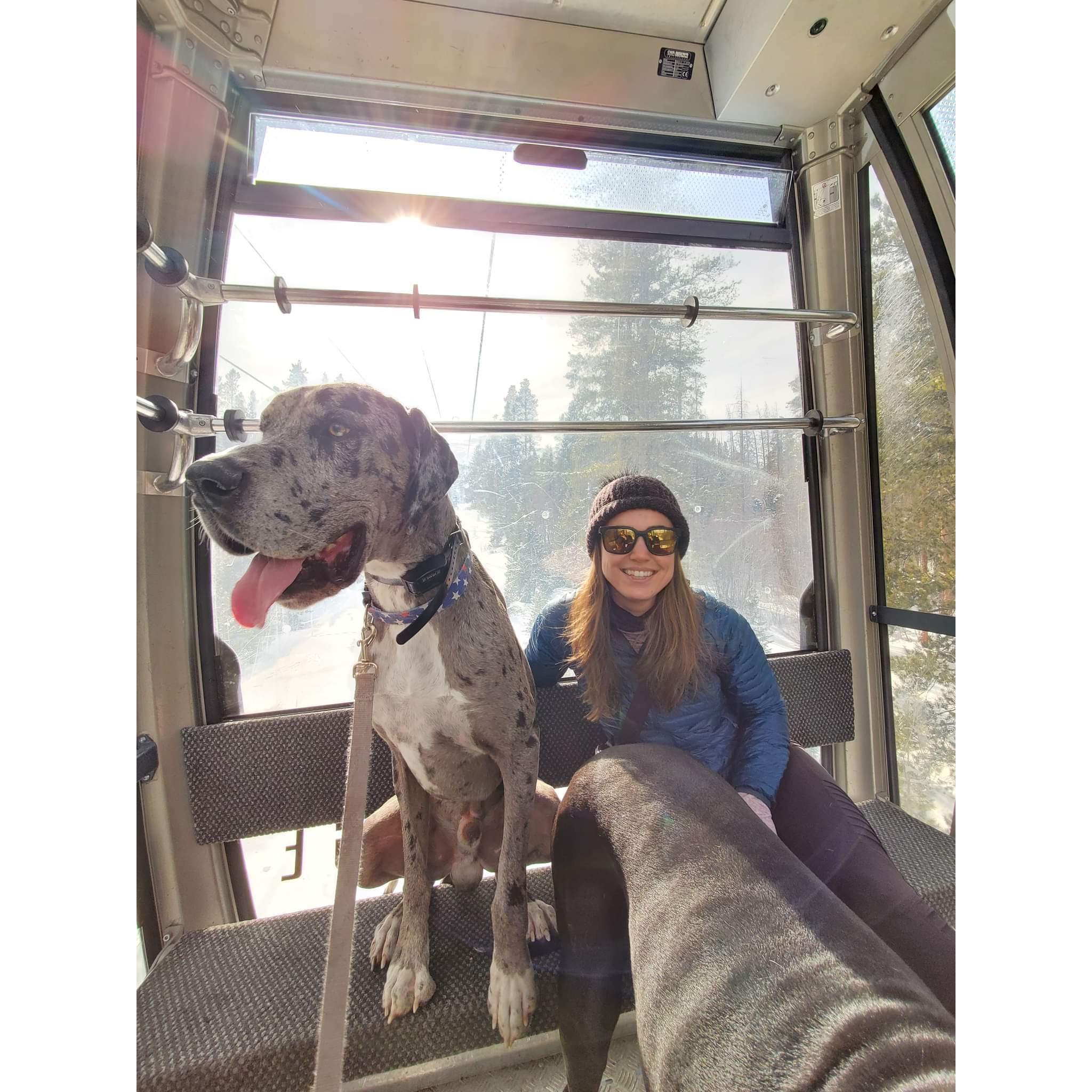 Because the gondola was dog friendly! 