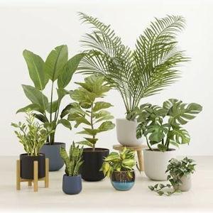 House Plants