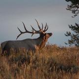 Explore Local Wildlife