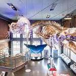 New Bedford Whaling Museum