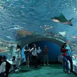 Shedd Aquarium