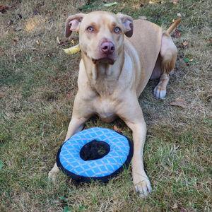 Lucky's Toy and Treat Fund