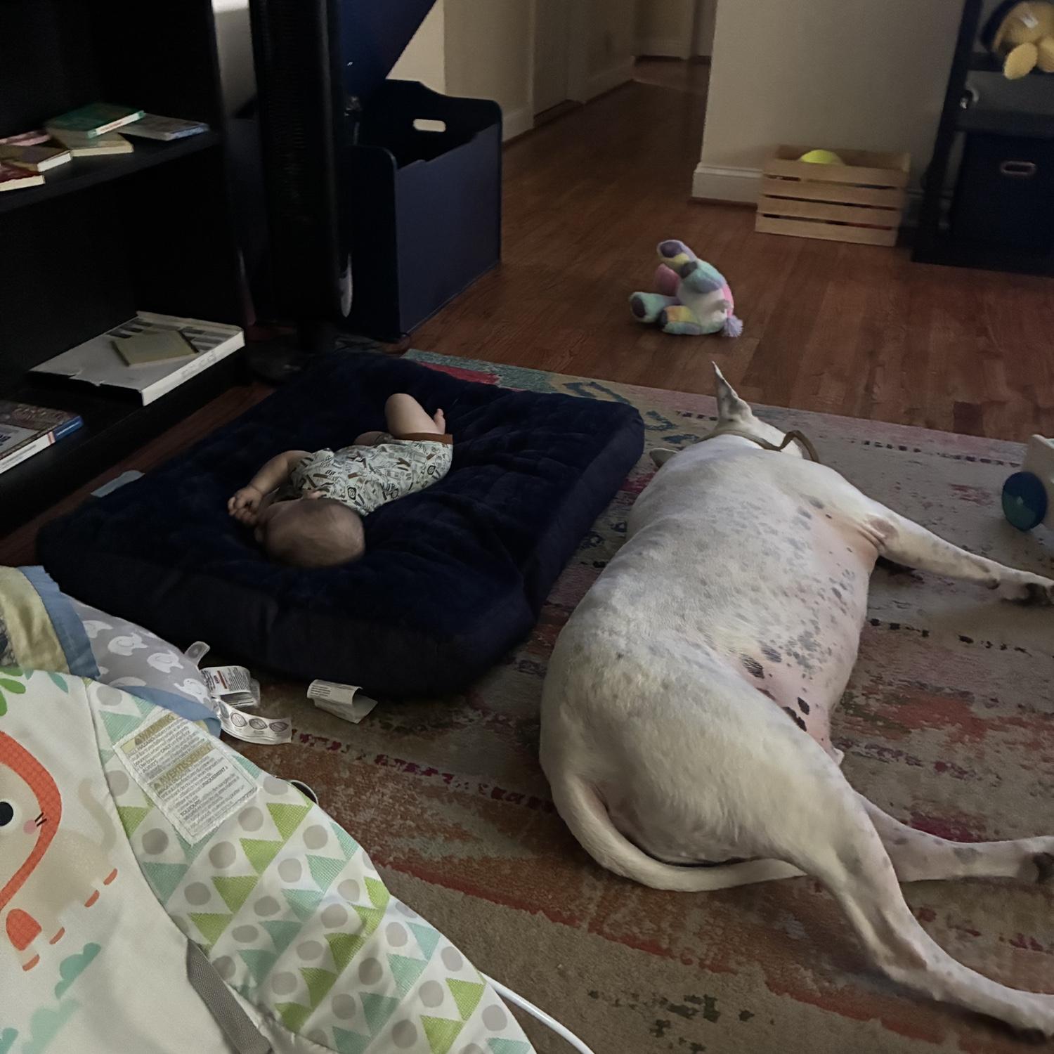 Poor Lucky. Luke commandeered his dog bed for a nap. Thank goodness Lucky is a good sport.