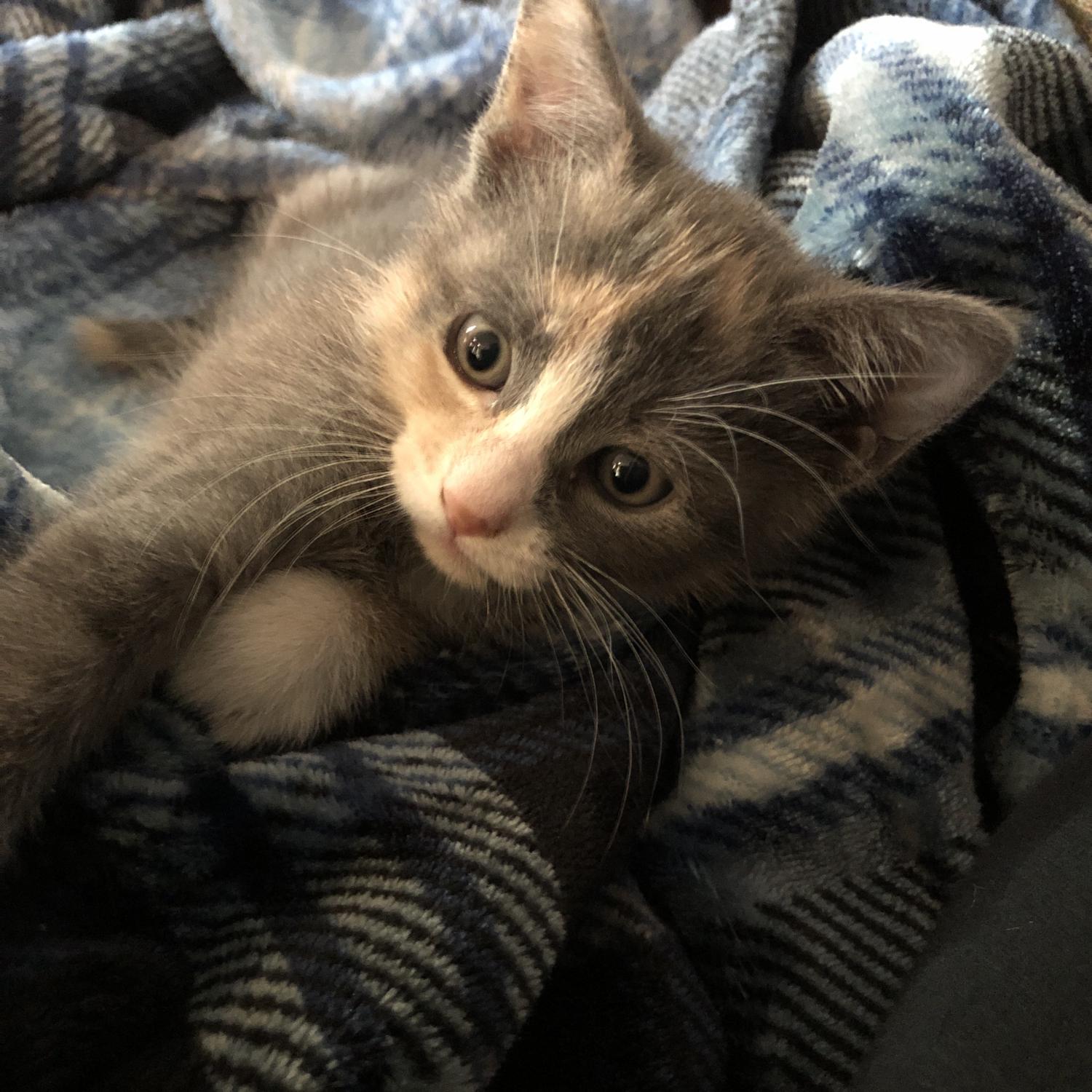 Our Christmas baby, Mia
December 2019