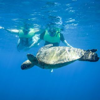 Oahu Dolphin Watch and Turtle Snorkel for 2 - Waianae, HI