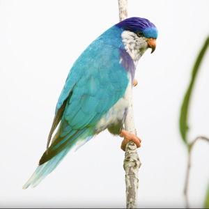 Birding Adventure in the South Pacific