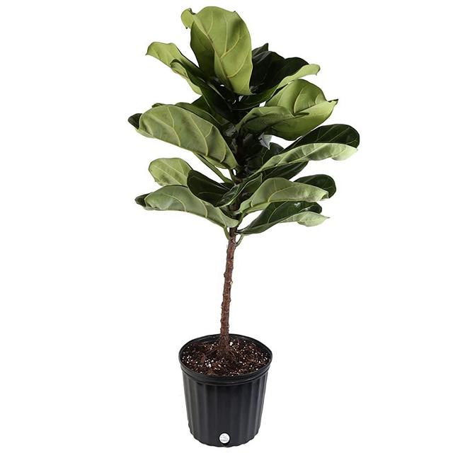 Costa Farms Live Ficus Lyrata, Fiddle-Leaf Fig, Indoor Tree - Floor Plant, 4-Feet Tall, Ships Fresh From Our Farm