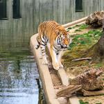 Smithsonian National Zoological Park