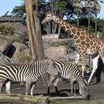 San Francisco Zoo