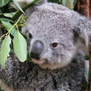Koala Encounter