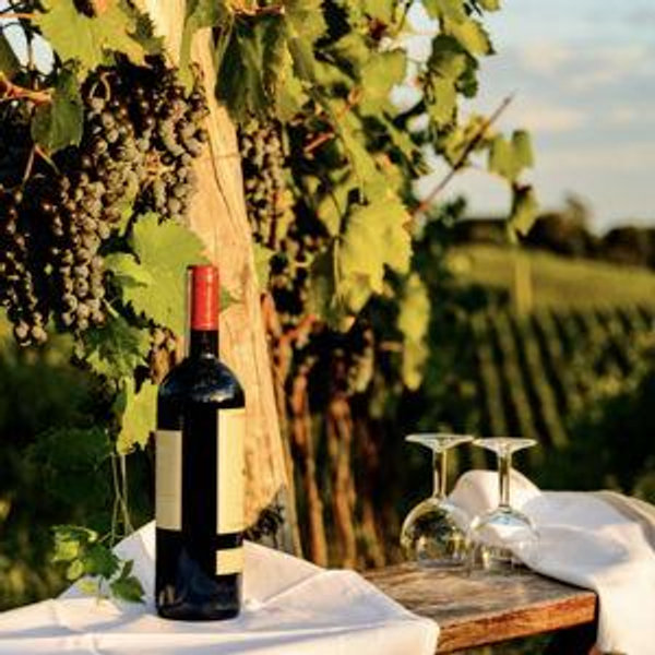 Wine Tasting in Chianti