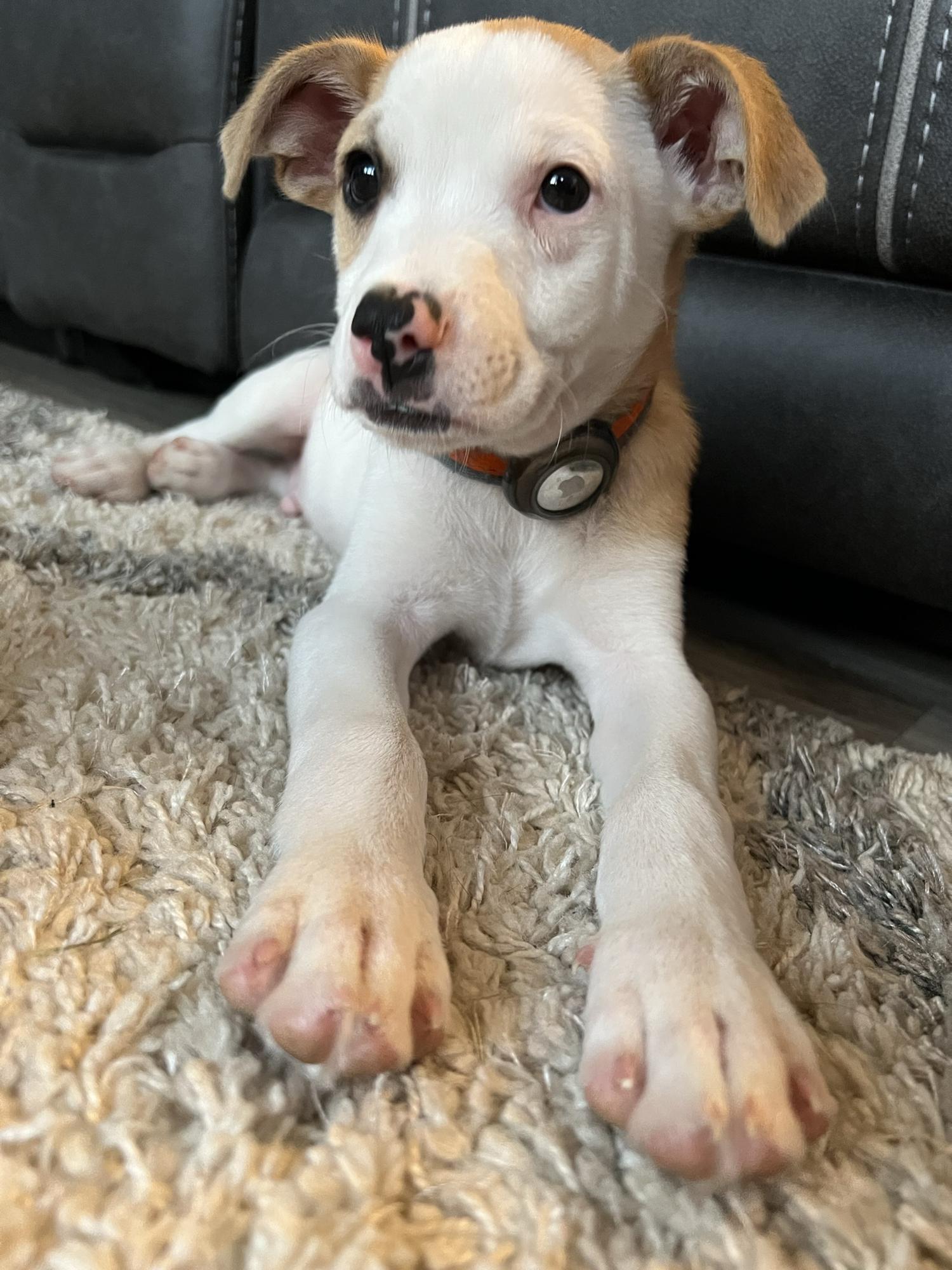 June 1, 2022 - we adopted our THIRD fur baby, Oakley!