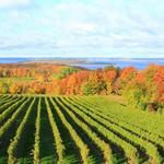 Tour Michigan Wineries