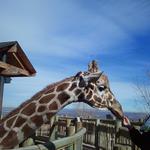 Cheyenne Mountain Zoo