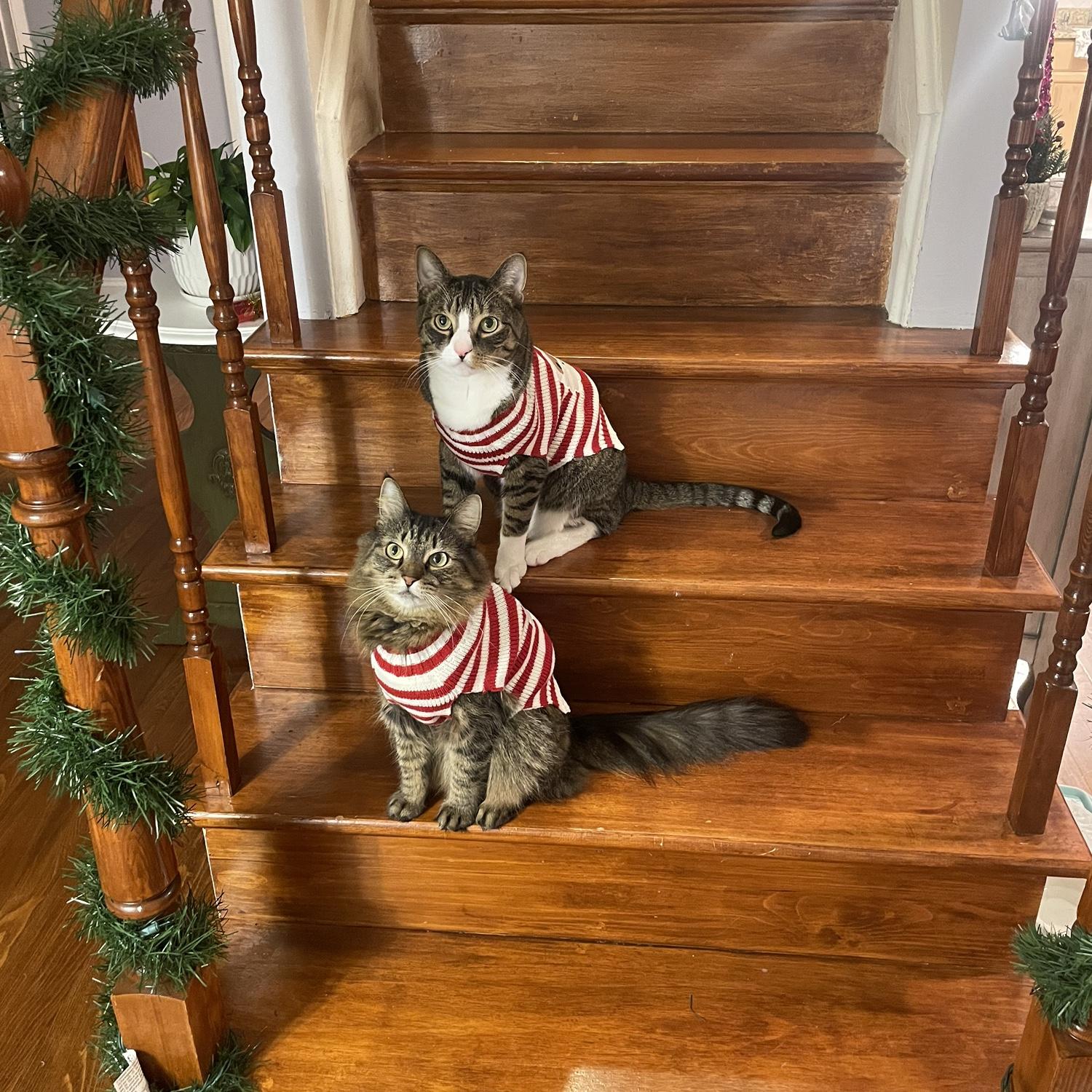 Henry is on the upper step & Elvi is on the step below!