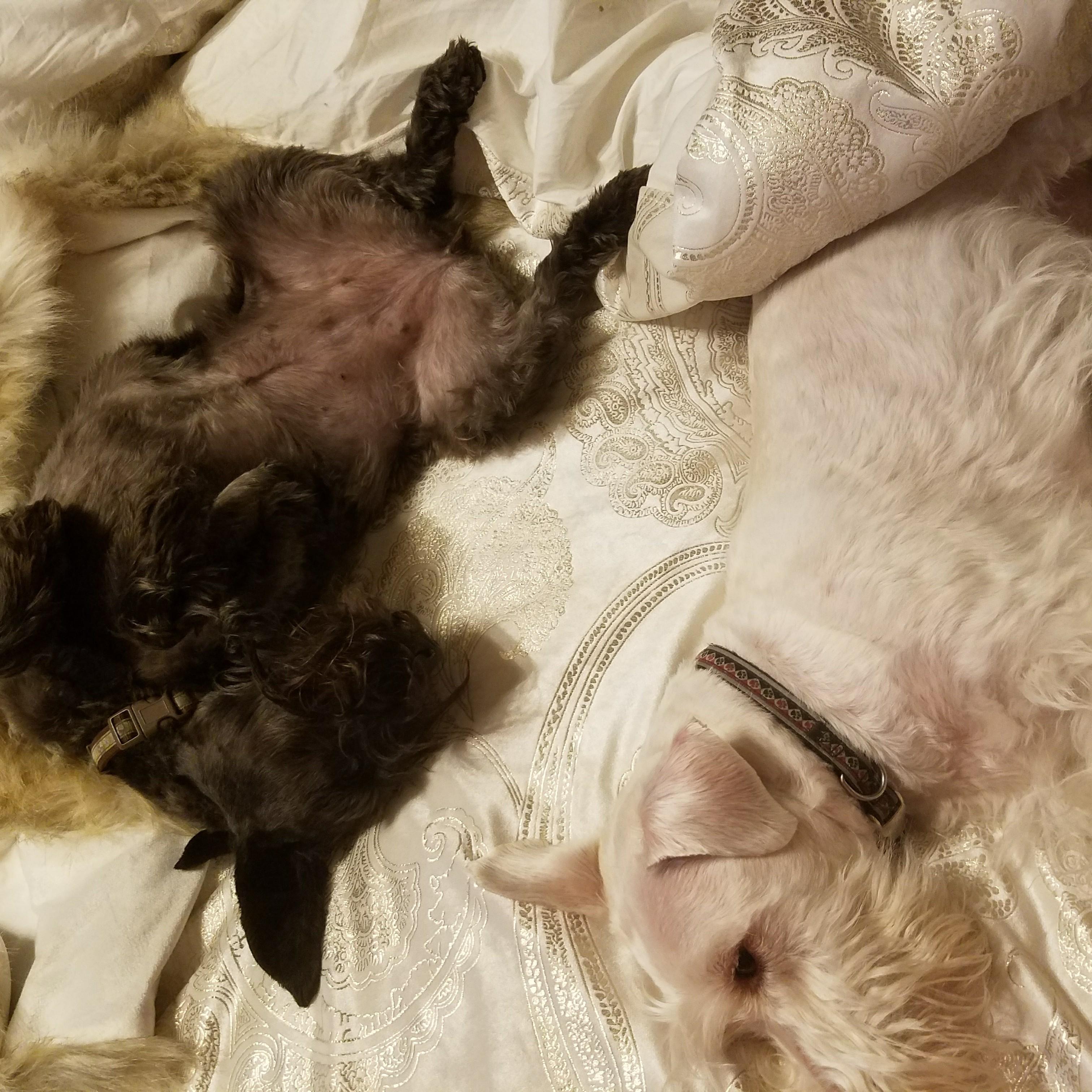 They have a ruff life! Can't forget about Lucy and Morty!
