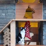 Seattle Meowtropolitan