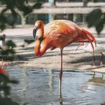 Flamingo Gardens