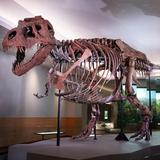 Field Museum