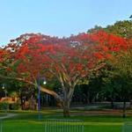 Peacock Park