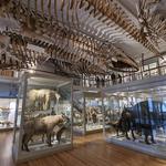 The Harvard Museum of Natural History